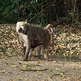 Ethiopia - Mago National Park - Baboons - 09